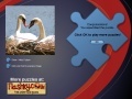 Igra Swans Puzzle