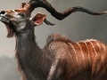 Igra Wild antelope slide puzzle
