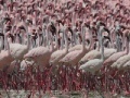 Igra Flamingos Slider