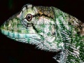 Igra Wild iguana slide puzzle