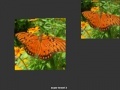 Igra Orange Butterfly