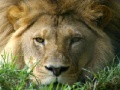 Igra African Lion
