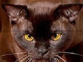 Igra Wild brown cat slide puzzle