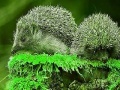 Igra Green Hedgehogs: Puzzle