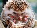 Igra Small hedgehog