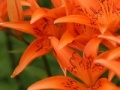 Igra Jigsaw: Orange Lilies