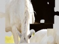 Igra White Horse