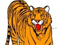 Igra Tiger Coloring