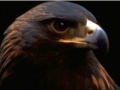 Igra Eagle