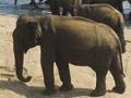 Igra Elephants Bathing