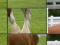 Igra Clydesdale Horse Slider Puzzle