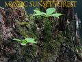 Igra Mystic sunset forest