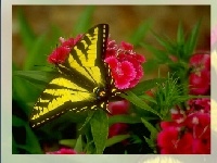 Igra Butterfly puzzle