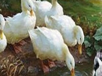 Igra Duck family