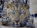 Igra Leopard