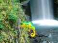 Igra Colorful Chameleon Sniper