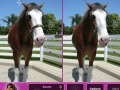 Igra Horses: Find The Differences 