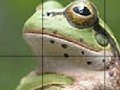 Igra Sweet Green Frog Slide Puzzle