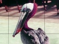 Igra Pink headed pelican slide puzzle