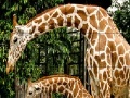Igra Giraffes in the forest slide puzzle