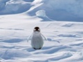 Igra Cannibal Penguin