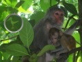 Igra Hidden Animals: Baby Monkeys