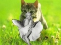 Igra Kitty saevs the day!