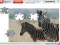 Igra Zebras Jigsaw