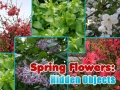 Igra Spring Flowers: Hidden Objects