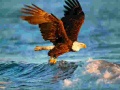 Igra Animals Jigsaw Puzzle Eagle