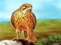 Igra Birds of Prey Slide