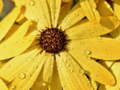 Igra Flower Petals Raindrop Jigsaw