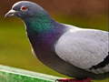 Igra Pigeon Jigsaw Puzzle