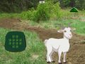 Igra Goat Find The Child