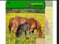 Igra Horse Puzzle