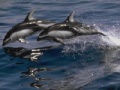 Igra Dolphins Sliding Puzzle