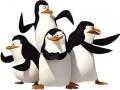 Igre Penguins of Madagascar. The Penguins of Madagascar igre